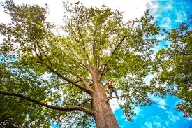 Professional Tree Services in Foresthill, CA