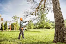 Best Tree Cabling and Bracing  in Foresthill, CA